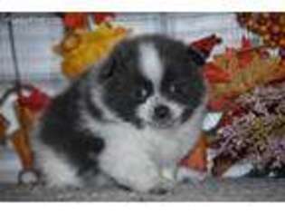 Pomeranian Puppy for sale in Seymour, IA, USA