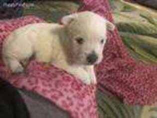 West Highland White Terrier Puppy for sale in Belchertown, MA, USA
