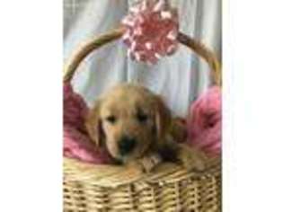 Golden Retriever Puppy for sale in Upper Darby, PA, USA