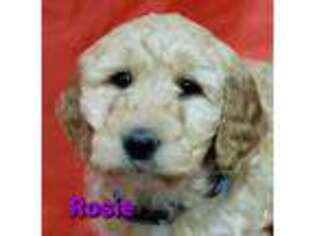 Goldendoodle Puppy for sale in Sheridan, MI, USA