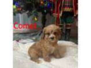 Cavapoo Puppy for sale in Wilmington, NC, USA