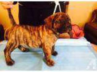 Mastiff Puppy for sale in NORTH HOLLYWOOD, CA, USA