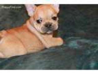 French Bulldog Puppy for sale in Glencoe, KY, USA
