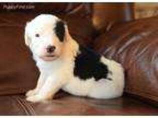 Mutt Puppy for sale in International Falls, MN, USA