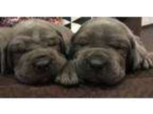 Cane Corso Puppy for sale in Muskogee, OK, USA