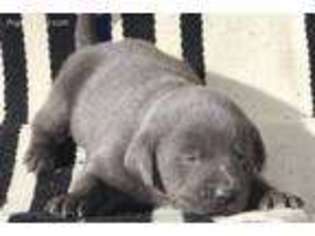 Labrador Retriever Puppy for sale in Justin, TX, USA
