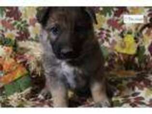 German Shepherd Dog Puppy for sale in Fayetteville, AR, USA