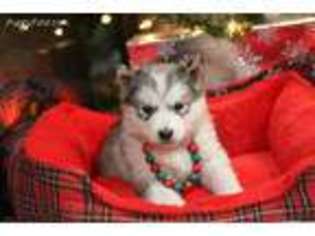 Alaskan Malamute Puppy for sale in Ava, MO, USA