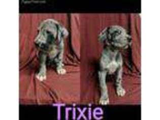 Great Dane Puppy for sale in Peoria, IL, USA