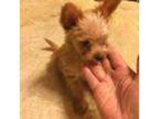 Yorkshire Terrier Puppy for sale in Wells, ME, USA