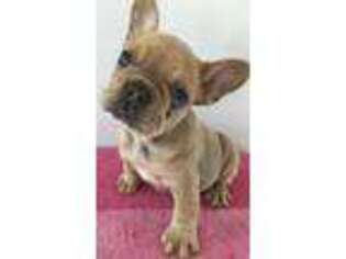 French Bulldog Puppy for sale in Los Fresnos, TX, USA