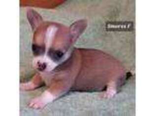 Chihuahua Puppy for sale in Headland, AL, USA