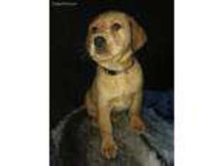 Labrador Retriever Puppy for sale in Noxon, MT, USA