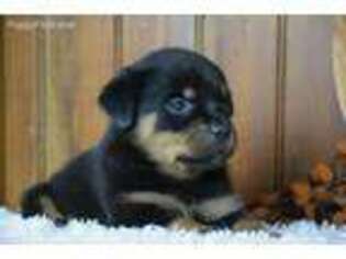 Rottweiler Puppy for sale in Stanley, NY, USA