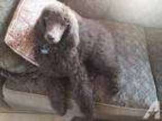 Labradoodle Puppy for sale in PLANO, TX, USA