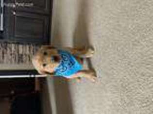 Golden Retriever Puppy for sale in Arthur City, TX, USA