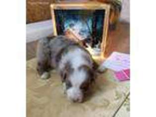 Australian Shepherd Puppy for sale in Norwich, OH, USA