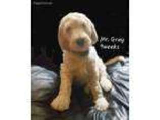 Goldendoodle Puppy for sale in Westminster, MD, USA