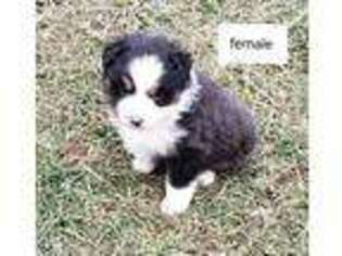 Miniature Australian Shepherd Puppy for sale in White Post, VA, USA