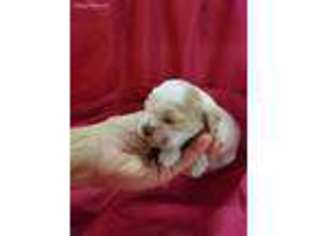 Cocker Spaniel Puppy for sale in Morrison, TN, USA