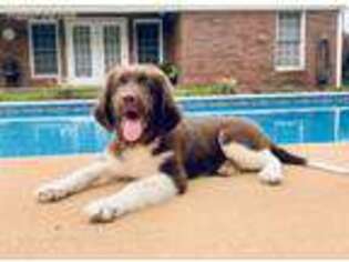 Newfoundland Puppy for sale in Troutman, NC, USA