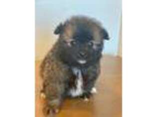 Pomeranian Puppy for sale in Lake Elsinore, CA, USA
