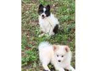 Pomeranian Puppy for sale in Hockley, TX, USA
