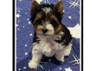Biewer Terrier Puppy for sale in Liberty Hill, TX, USA