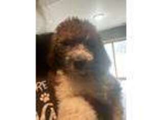 Saint Berdoodle Puppy for sale in Batavia, OH, USA