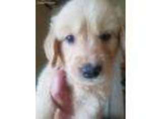 Golden Retriever Puppy for sale in Hoodsport, WA, USA