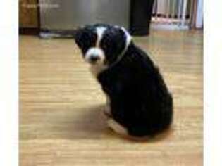 Miniature Australian Shepherd Puppy for sale in Fellsmere, FL, USA