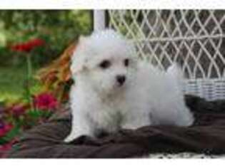 Maltese Puppy for sale in Riceville, IA, USA