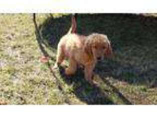 Golden Retriever Puppy for sale in Middletown, OH, USA