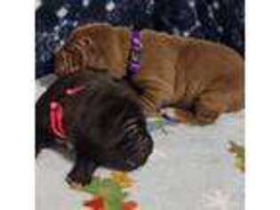 Neapolitan Mastiff Puppy for sale in South Point, OH, USA