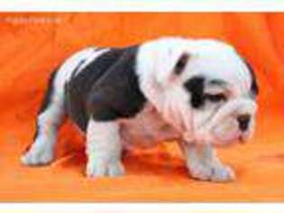 Bulldog Puppy for sale in Weatherford, TX, USA