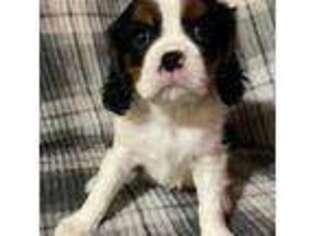 Cavalier King Charles Spaniel Puppy for sale in Corpus Christi, TX, USA