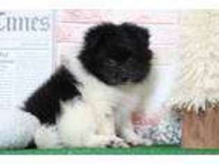 Pomeranian Puppy for sale in Joppa, MD, USA