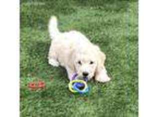 Goldendoodle Puppy for sale in Cedar, MN, USA