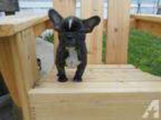 French Bulldog Puppy for sale in NEEDVILLE, TX, USA