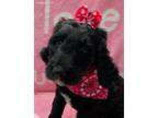 Goldendoodle Puppy for sale in Madison, NC, USA