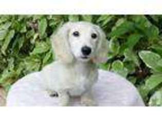 Dachshund Puppy for sale in LOVELAND, OH, USA
