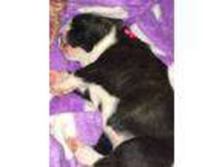 Boxer Puppy for sale in Oglethorpe, GA, USA