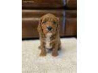 Cavapoo Puppy for sale in Coshocton, OH, USA