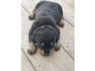 Rottweiler Puppy for sale in Palmyra, MI, USA
