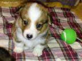 Pembroke Welsh Corgi Puppy for sale in Meadow Bridge, WV, USA