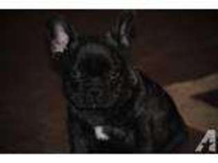 French Bulldog Puppy for sale in VALLEY, AL, USA