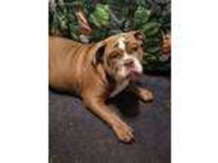 Bulldog Puppy for sale in Pasadena, MD, USA
