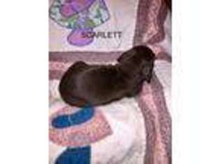 German Shorthaired Pointer Puppy for sale in Conway, AR, USA