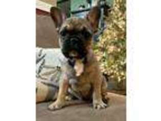 French Bulldog Puppy for sale in Brunswick, OH, USA