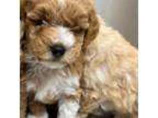 Mutt Puppy for sale in Clearfield, UT, USA